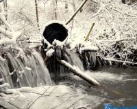 IMG_0295-001