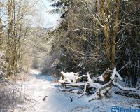 Weiher und Weg dahin 22,01,2016P1270808 (7)