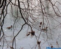 Ruhr Freienohl im Winter 2016 DSC00197 (27)