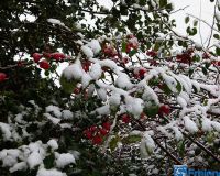 Quitten im Schnee P1270612