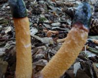 B V B Pilze  030