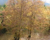 herbst (40)