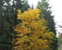 herbst (12)