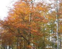 herbst (23)