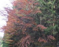 herbst (13)