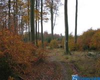 herbst (19)