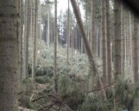 Giesmecke9