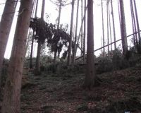 Rietbuesche05