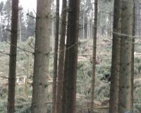 Hellefelder_Hoehe05