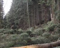 Rietbuesche03