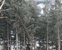 Friedhof1