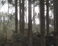 Giesmecke8
