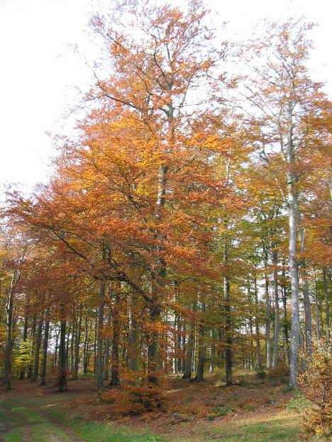 Herbstabend im Sauerland